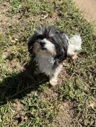 Reunited Female Dog last seen Hutchins and whitten st, Greenville, SC 29605