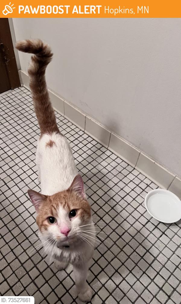 Found/Stray Male Cat last seen Hiawatha Ave Hopkins, Hopkins, MN 55305