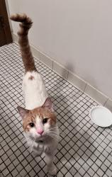 Found/Stray Male Cat last seen Hiawatha Ave Hopkins, Hopkins, MN 55305