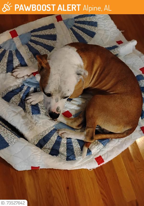 Found/Stray Male Dog last seen Nova Circle, Alpine, AL 35014