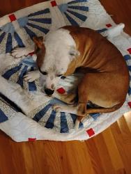 Found/Stray Male Dog last seen Nova Circle, Alpine, AL 35014