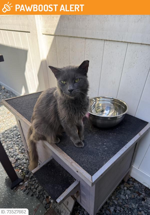 Found/Stray Male Cat last seen 315c and 214, Keystone Heights, FL 32656