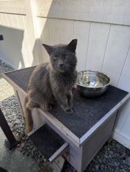 Found/Stray Male Cat last seen 315c and 214, Keystone Heights, FL 32656