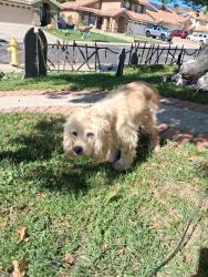 Found/Stray Unknown Dog last seen Hollyoak Way, Yucaipa, CA 92399