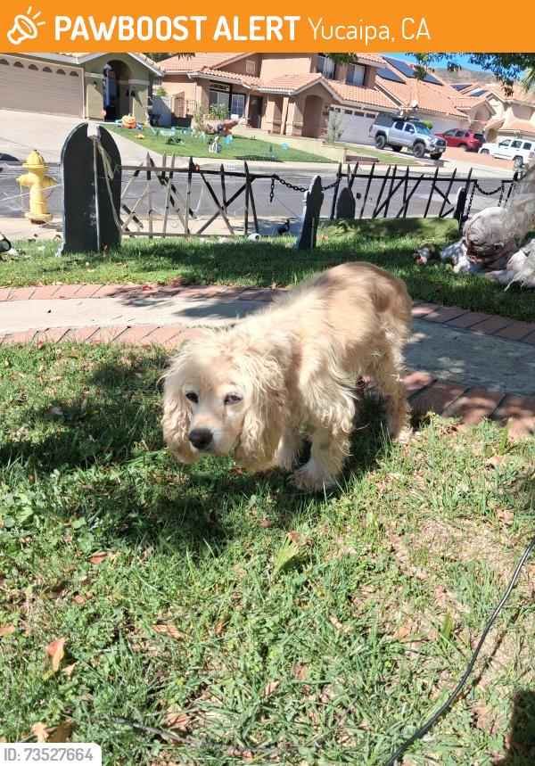 Found/Stray Unknown Dog last seen Hollyoak Way, Yucaipa, CA 92399