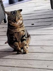 Found/Stray Male Cat last seen WILKE/NICHOLS, Arlington Heights, IL 60004
