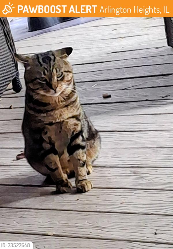 Found/Stray Male Cat last seen WILKE/NICHOLS, Arlington Heights, IL 60004