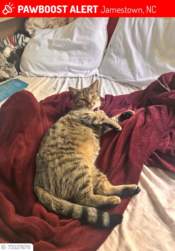 Lost Female Cat last seen Back in the woods, Jamestown, NC 27282