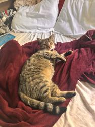 Lost Female Cat last seen Back in the woods, Jamestown, NC 27282
