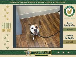 Shelter Stray Female Dog last seen Cheb Place NW, PALM BAY, FL, 32907, 5100 W Eau Gallie Blvd, Melbourne, FL 32934, USA