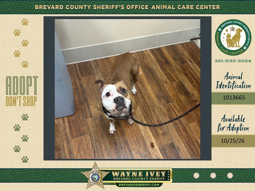 Shelter Stray Female Dog last seen Cheb Place NW, PALM BAY, FL, 32907, 5100 W Eau Gallie Blvd, Melbourne, FL 32934, USA