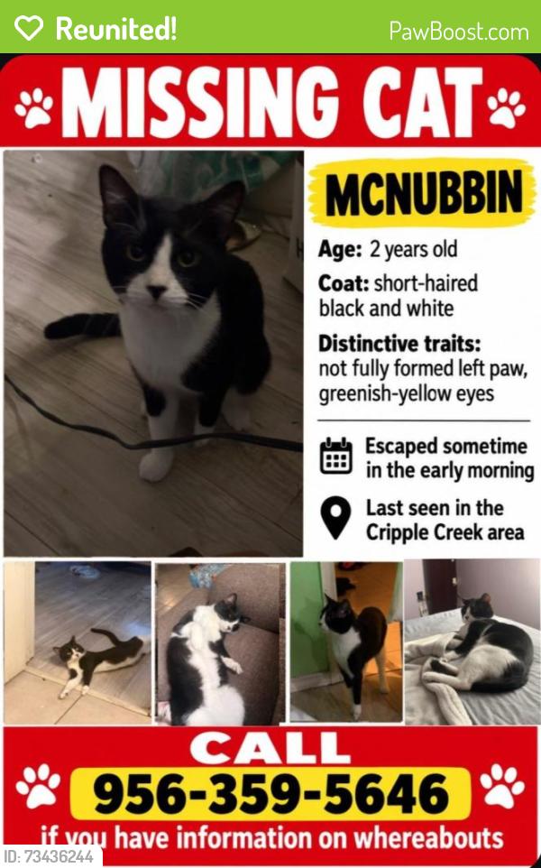 Reunited Male Cat last seen Cripple creek, Alamo, TX 78516