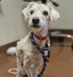 Shelter Stray Male Dog last seen Near Olive Street, SAN LEANDRO, CA, 94578, 8323 Baldwin St, Oakland, CA 94621, USA