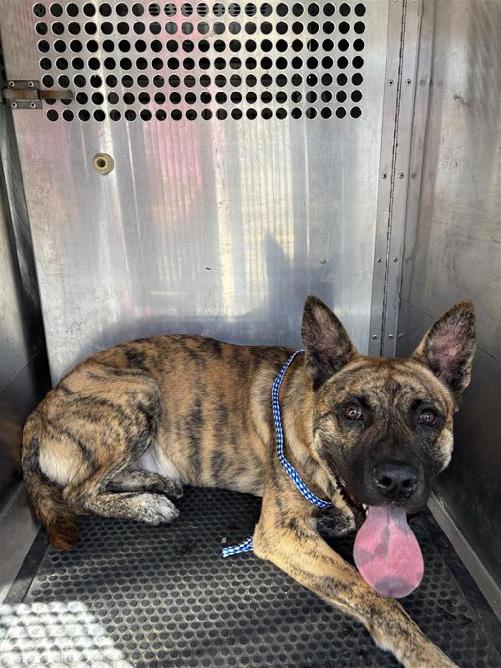 Shelter Stray Male Dog last seen Near Burton Drive, AUSTIN, TX, 78741, 7201 Levander Loop bldg a, Austin, TX 78702, USA