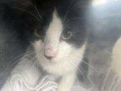 Shelter Stray Male Cat last seen Near S 700 E, MILLCREEK, UT, 84107, 511 W 3900 S, Salt Lake City, UT 84123, USA