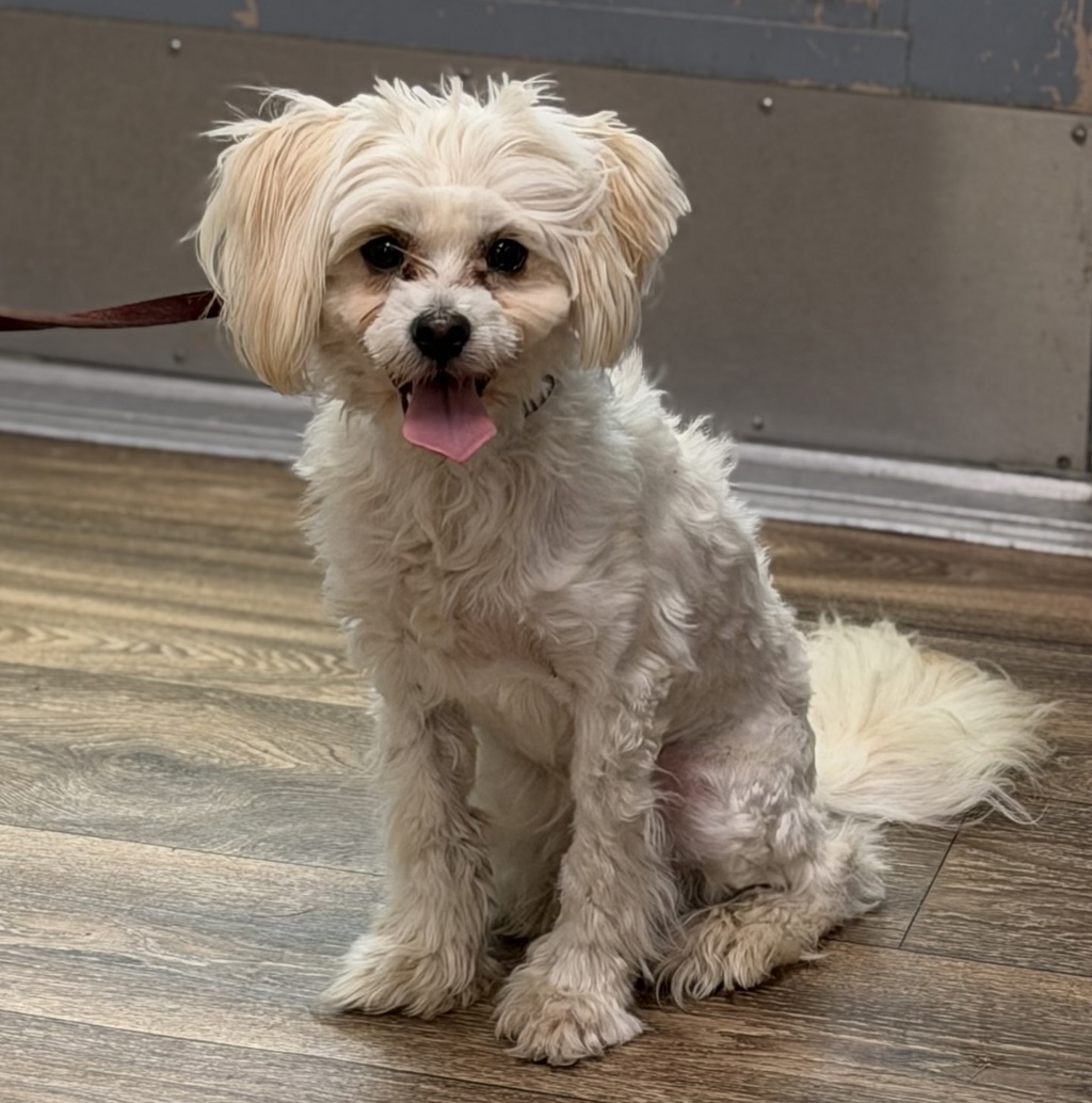 Shelter Stray Male Dog last seen Imperial Beach, CA, 91932, 5500 Gaines St, San Diego, CA 92110, USA
