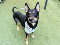 Shelter Stray Female Dog last seen Crotona Avenue, BRONX, NY, 10457, 326 E 110th St, New York, NY 10029, USA