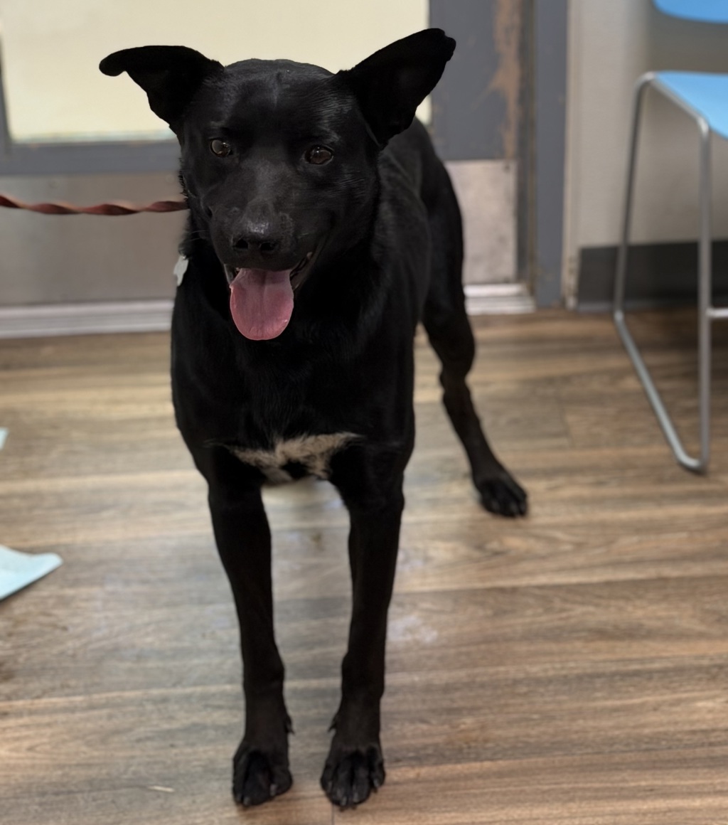 Shelter Stray Male Dog last seen Near Beyer, Chula Vista, CA, 91911, 5500 Gaines St, San Diego, CA 92110, USA