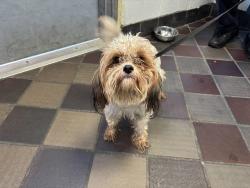 Shelter Stray Female Dog last seen Jenning Street, BRONX, NY, 10460, 326 E 110th St, New York, NY 10029, USA
