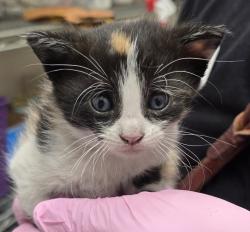 Shelter Stray Female Cat last seen Near Spring Street, La Mesa, CA, 91941, El Cajon, CA 92020, USA