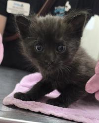 Shelter Stray Male Cat last seen Near Spring Street, La Mesa, CA, 91941, El Cajon, CA 92020, USA