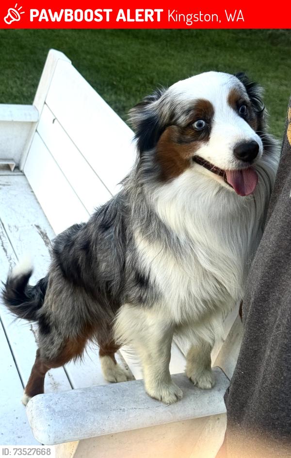 Lost Male Dog last seen Little Boston Rd, Kingston, WA 98346