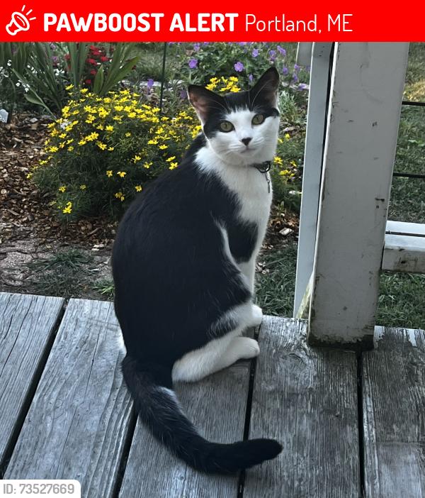 Lost Male Cat last seen Near Kendall St Portland, ME 04103, Portland, ME 04103