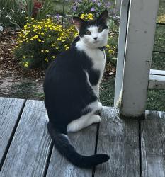 Lost Male Cat last seen Near Kendall St Portland, ME 04103, Portland, ME 04103