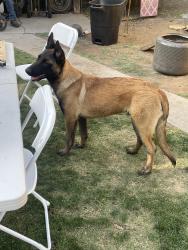 Reunited Male Dog last seen Near W Olive Ave, Fresno, CA 93728, USA, Fresno, CA 93728