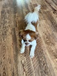 Found/Stray Male Dog last seen 23rd and meridian, Oklahoma City, OK 73107