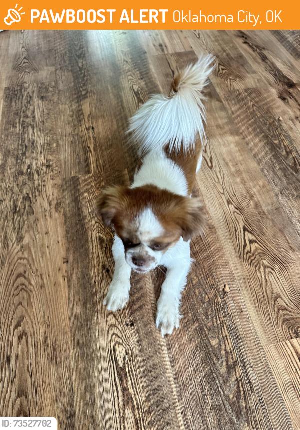Found/Stray Male Dog last seen 23rd and meridian, Oklahoma City, OK 73107
