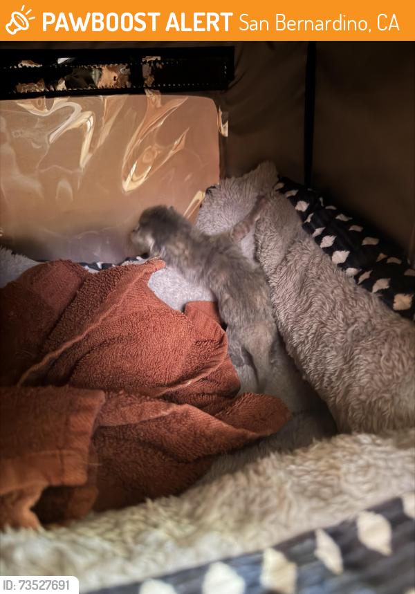 Found/Stray Unknown Cat last seen 28th and Dst, San Bernardino, CA 92405