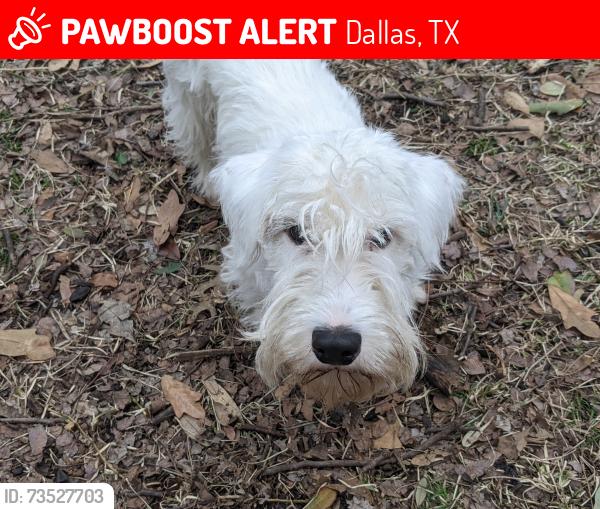 Lost Male Dog last seen Walnut Hill Lane and Meadowbrook, Dallas, TX 75229