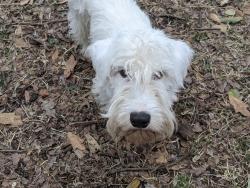 Lost Male Dog last seen Walnut Hill Lane and Meadowbrook, Dallas, TX 75229