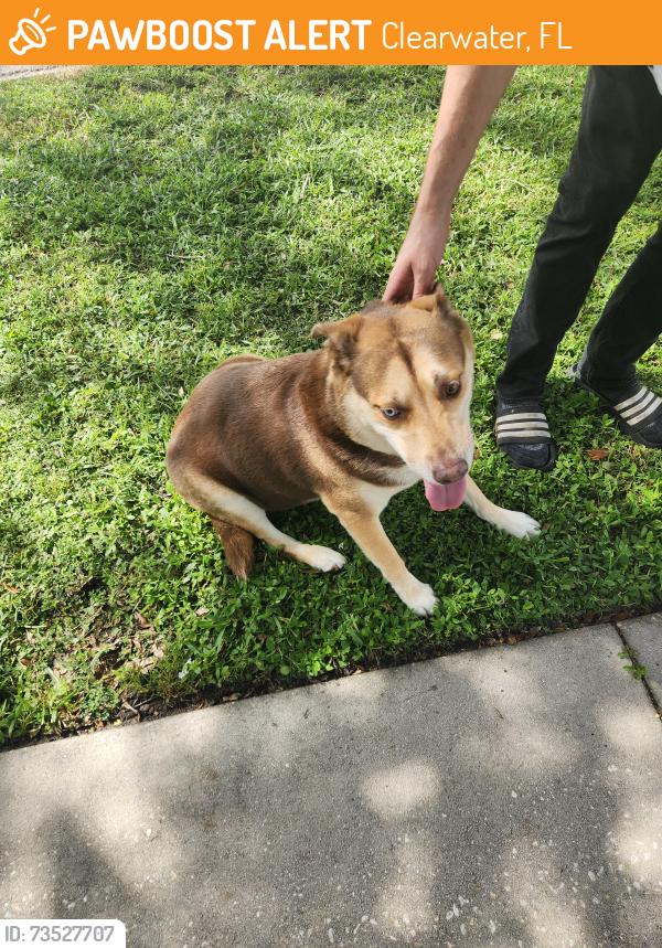 Found/Stray Unknown Dog last seen Near the corner of highfield drive and stancel drive, Clearwater, FL 33764