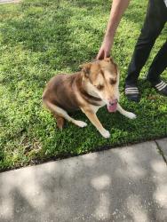 Found/Stray Unknown Dog last seen Near the corner of highfield drive and stancel drive, Clearwater, FL 33764