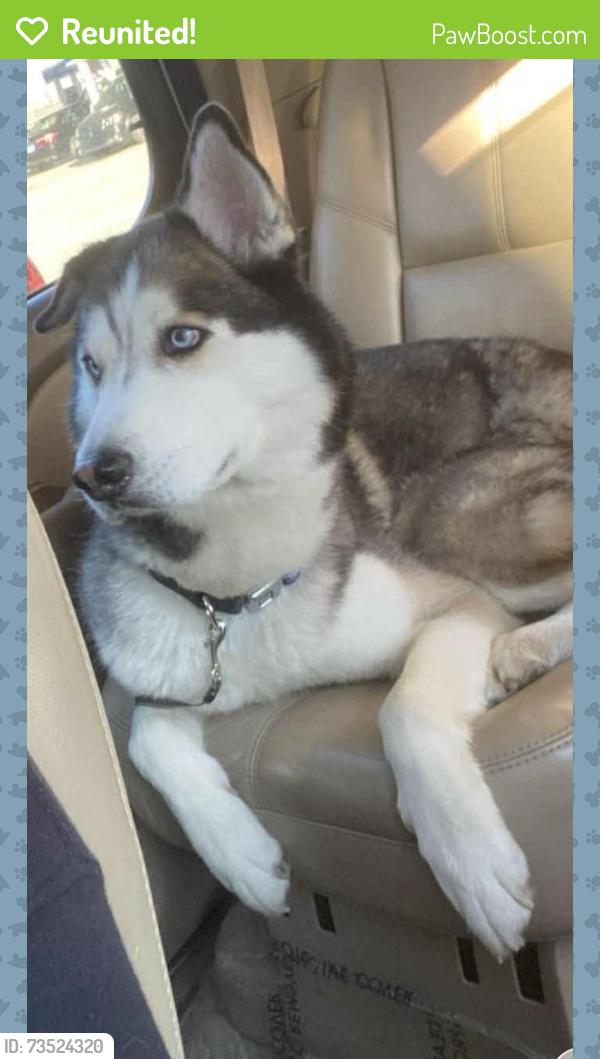 Reunited Male Dog last seen Marlin drive, McDonough, GA 30253