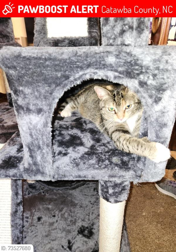 Lost Female Cat last seen Woodstone and Cherry Ridge Drive, Catawba County, NC 28658
