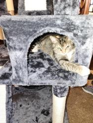 Lost Female Cat last seen Woodstone and Cherry Ridge Drive, Catawba County, NC 28658