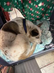 Found/Stray Female Dog last seen Nw Hoyt st, Portland, OR 97220
