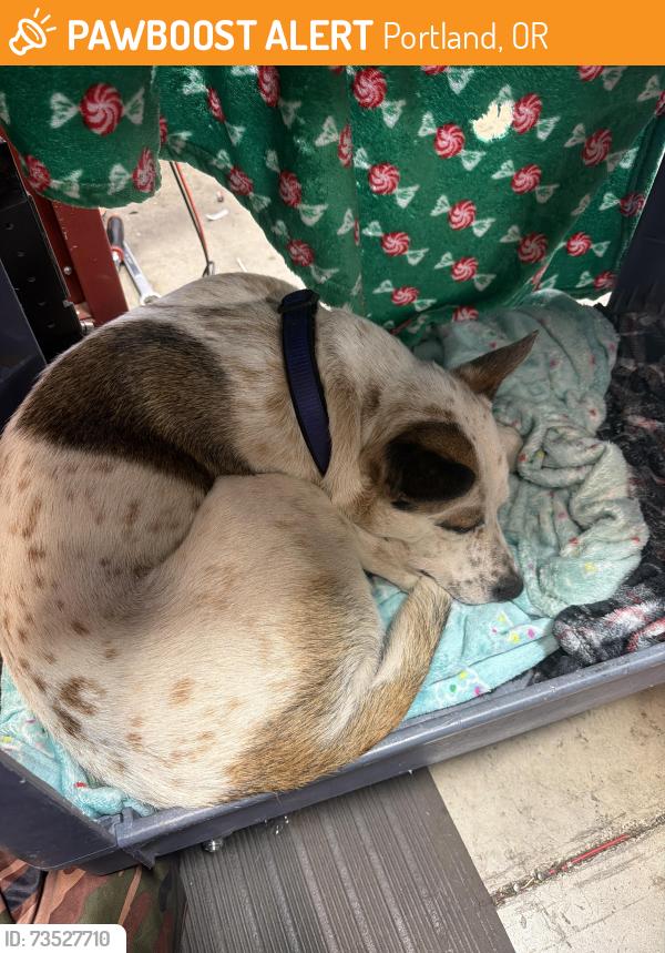 Found/Stray Female Dog last seen Nw Hoyt st, Portland, OR 97220