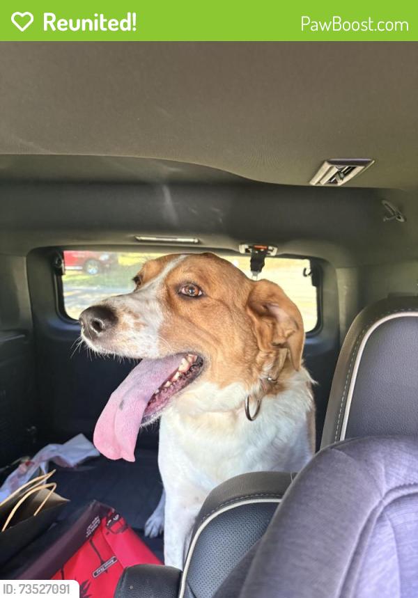 Reunited Female Dog last seen Near and Wildwood, Wildwood, TN 37804