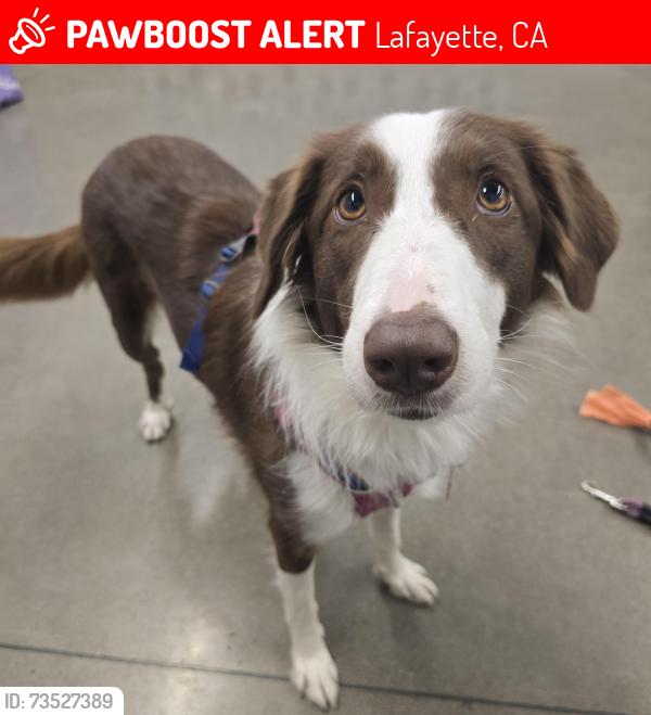 Lost Female Dog last seen Nogales street, Lafayette, CA 94549