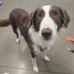 Lost Female Dog last seen Nogales street, Lafayette, CA 94549