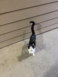 Reunited Male Cat last seen Near east Florida avenue, Denver, CO 80231