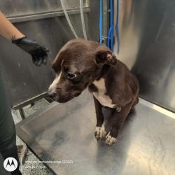 Shelter Stray Female Dog last seen , 244 Georgetown Rd, Jacksonville, NC 28540, USA