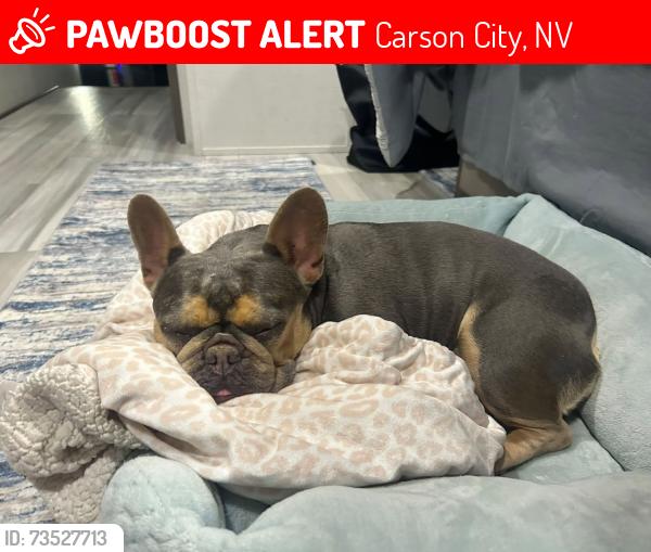 Lost Female Dog last seen Highway 395, In N Out, Carson City, NV 89705