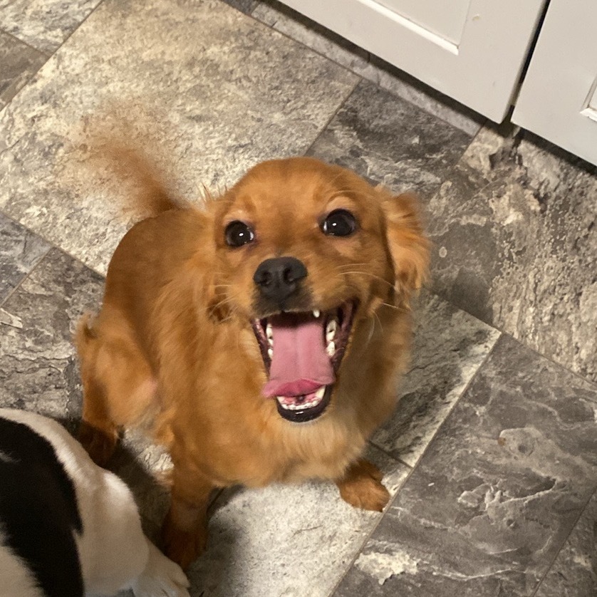 Shelter Stray Female Dog last seen , 980 Guilford College Rd, Greensboro, NC 27409, USA