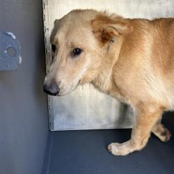 Shelter Stray Male Dog last seen , 980 Guilford College Rd, Greensboro, NC 27409, USA