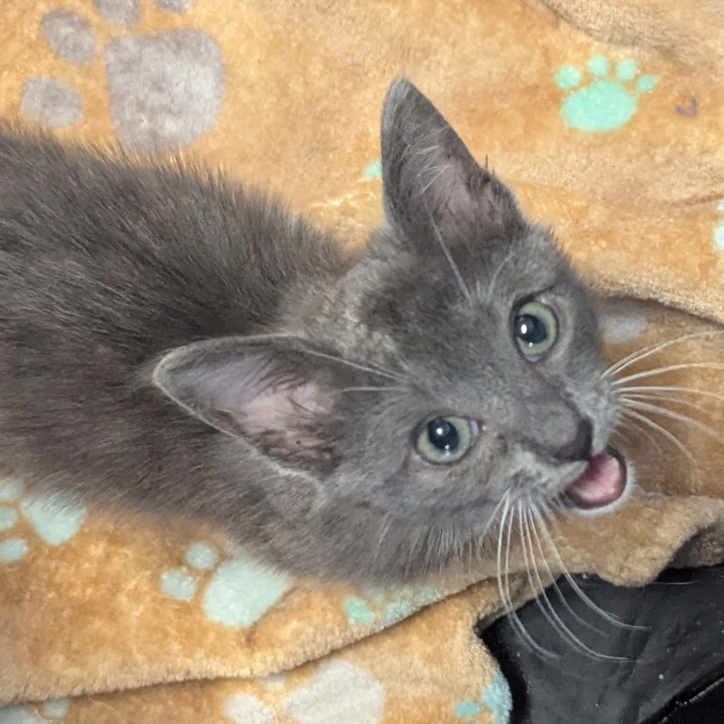Shelter Stray Male Cat last seen , 328 Furman Hall Rd, Greenville, SC 29609, USA